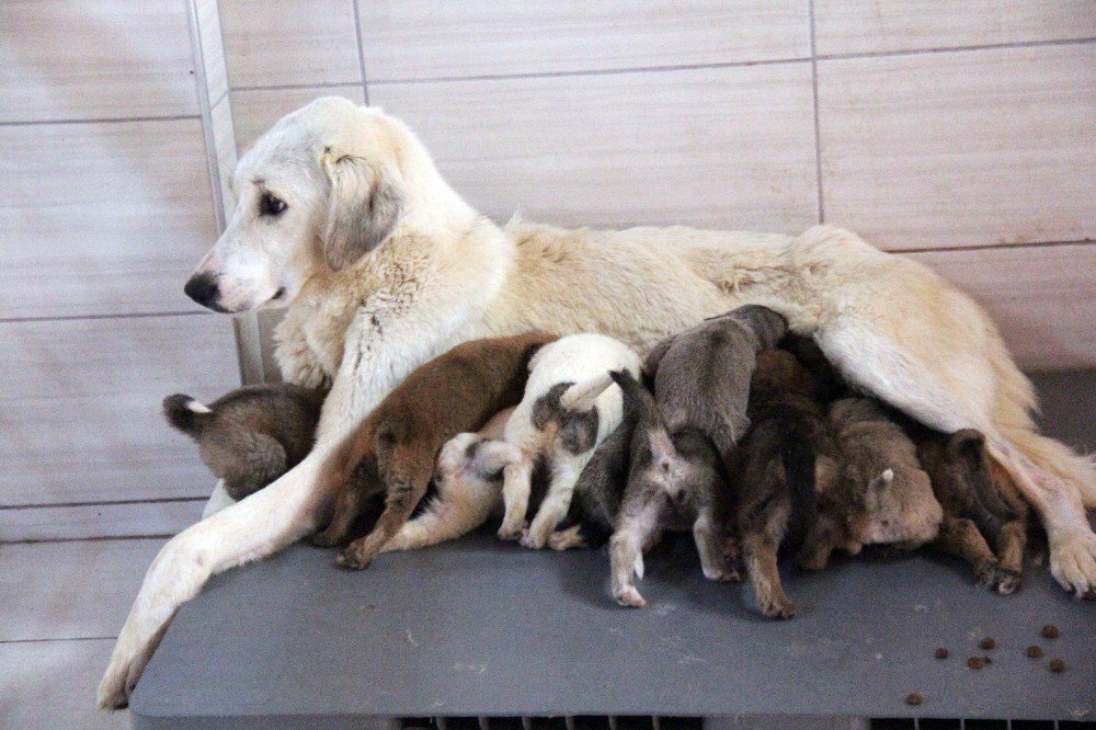 Köpek’ten ’Annelik’ Dersi