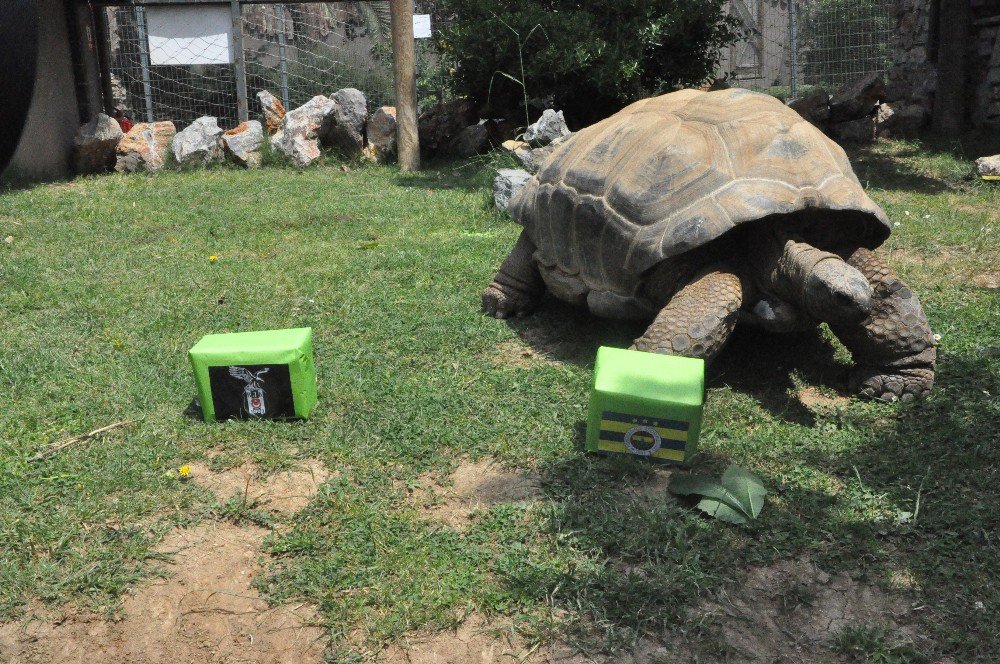 97 Yaşındaki Kaplumbağa Tuki’den Derbi Tahmini