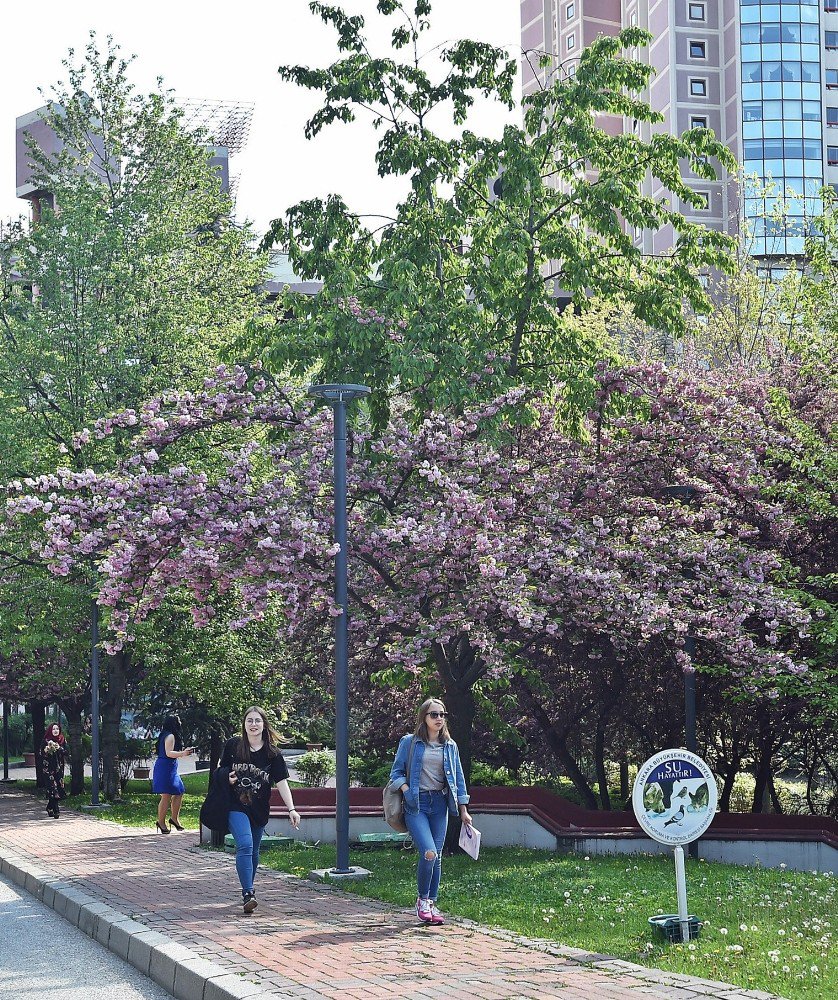 Dikmen Vadisi’nde Japon Kirazı Güzelliği
