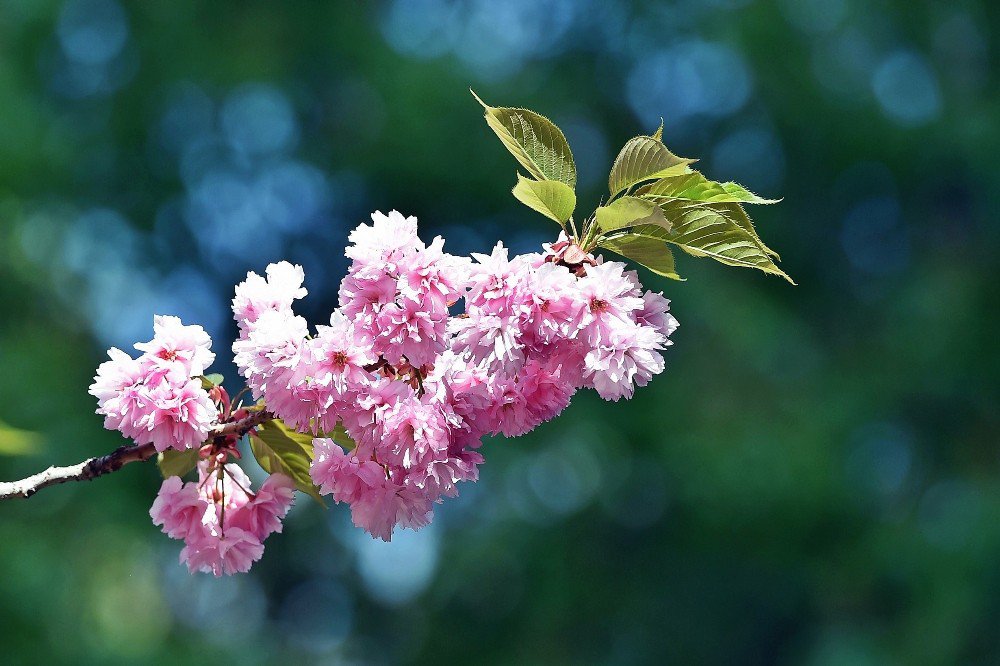 Dikmen Vadisi’nde Japon Kirazı Güzelliği