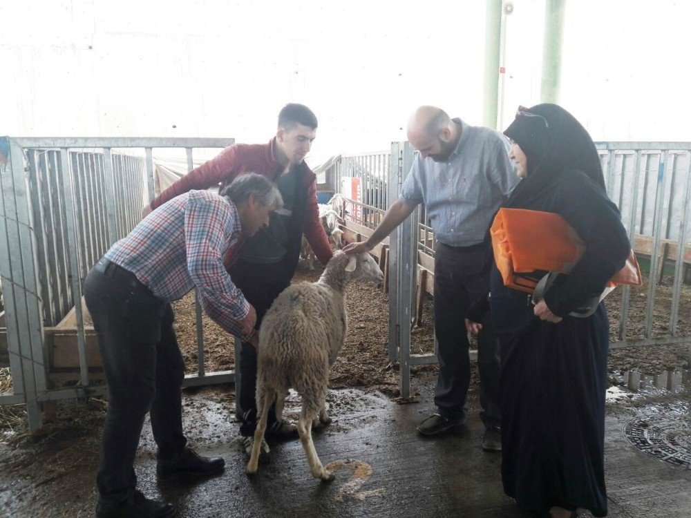 Adakçılar Modern Hayvan Pazarında