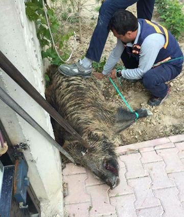 Şehre İnen Yaban Domuzu Genç Kadını Kovaladı