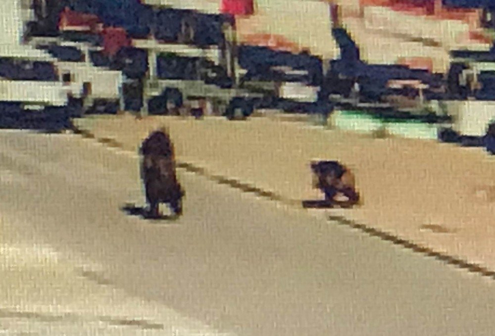 Şehre İnen Yaban Domuzu Genç Kadını Kovaladı