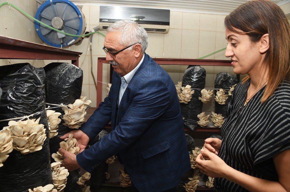 Kurs Sonunda İstiridye Mantarı Hasadı Yapıldı