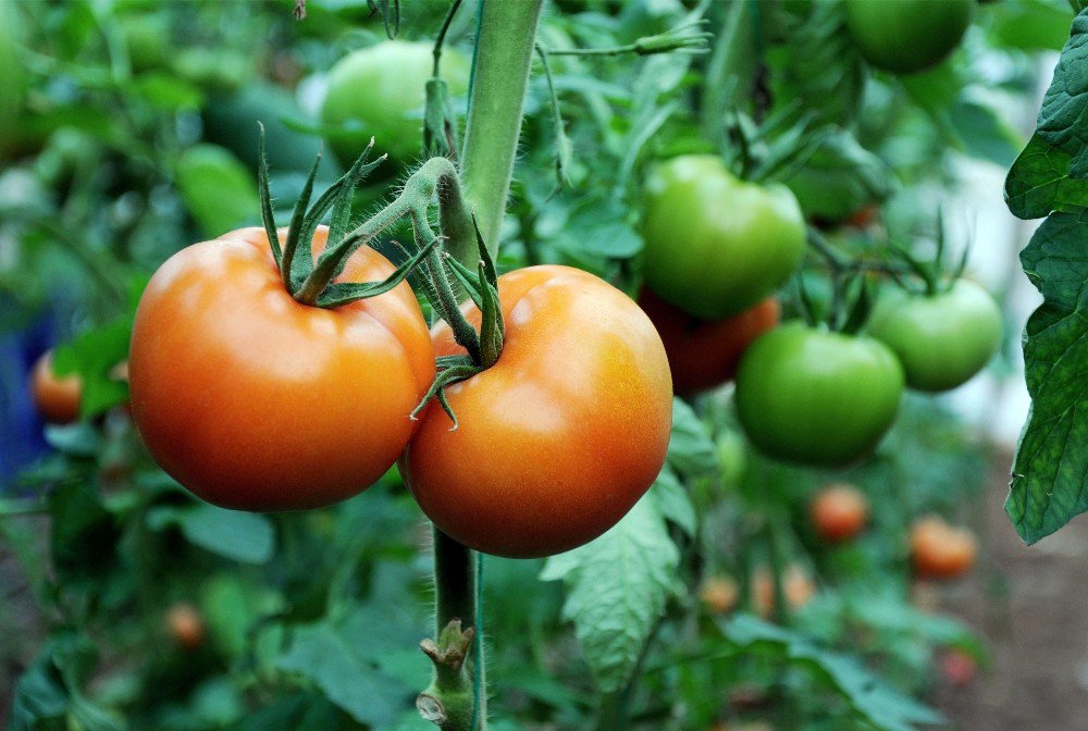 Domatesin Ateşi Düştü