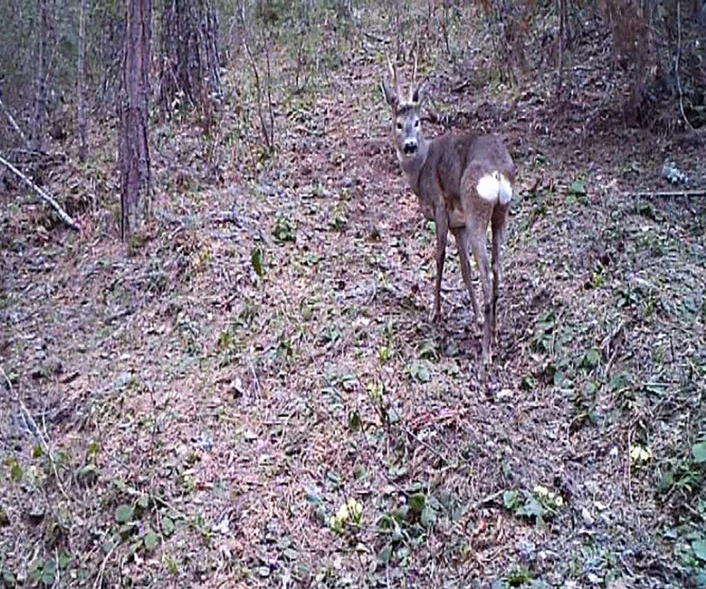 Vahşi Yaşamın Sırları “Fotokapan”a Yakalandı