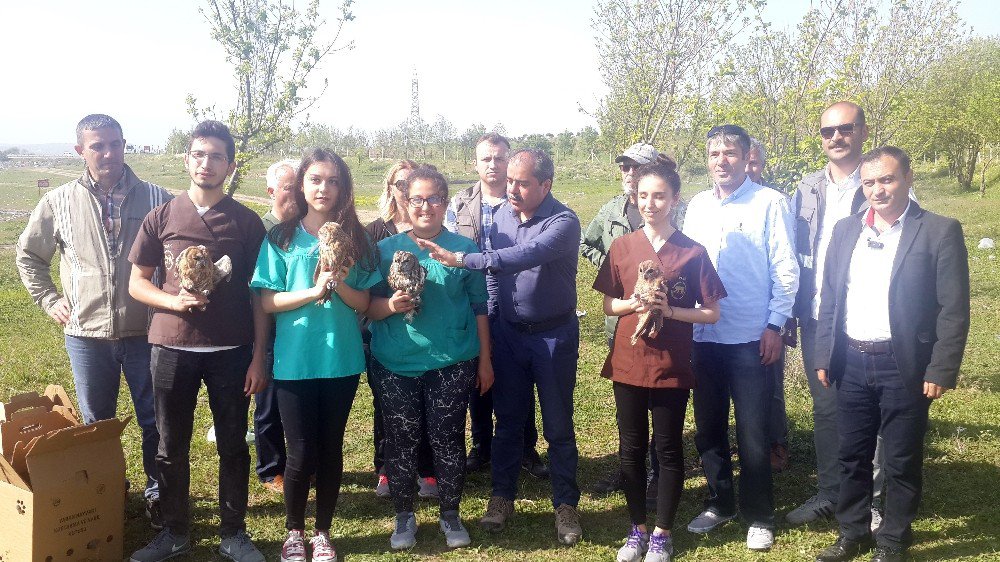 Tedavisi Biten Kuşlar Özgürlüğüne Kavuştu