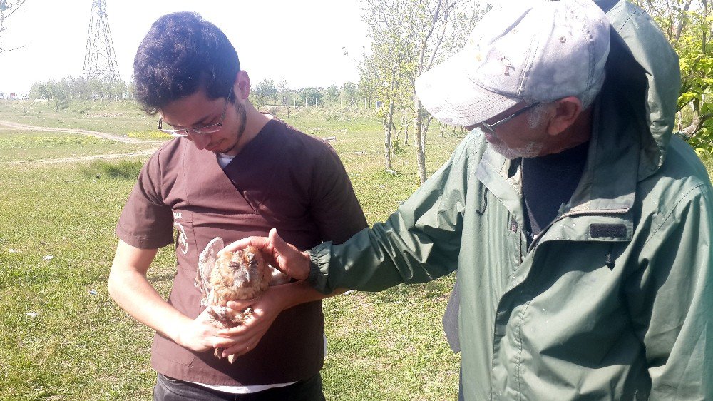 Tedavisi Biten Kuşlar Özgürlüğüne Kavuştu