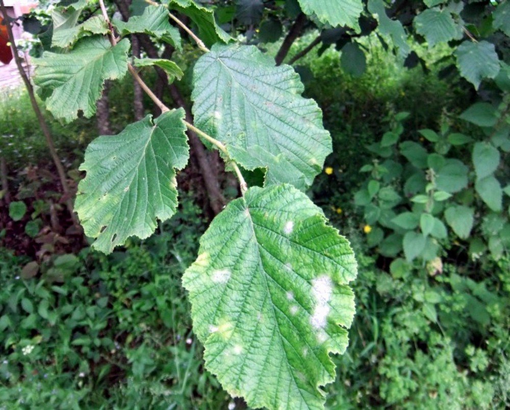 Samsun’da Fındıkta Yaygın Küllenme Belirtisine Rastlandı