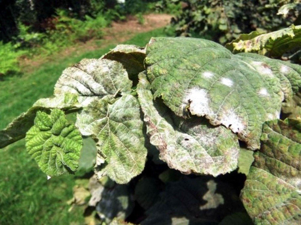 Samsun’da Fındıkta Yaygın Küllenme Belirtisine Rastlandı