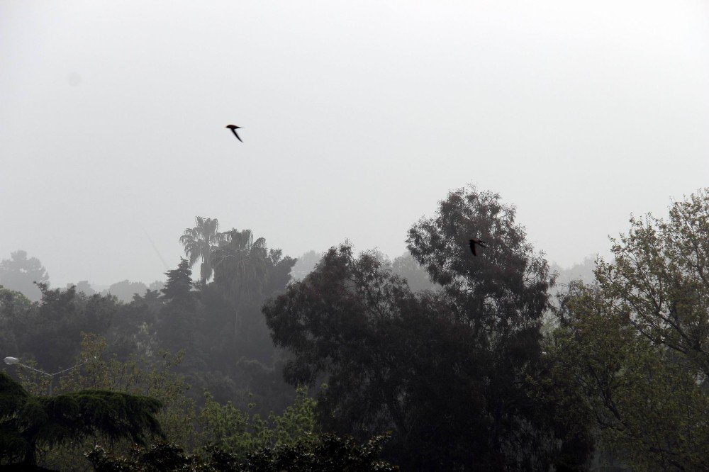 Pis Koku Ve Sis Şehri Esir Aldı