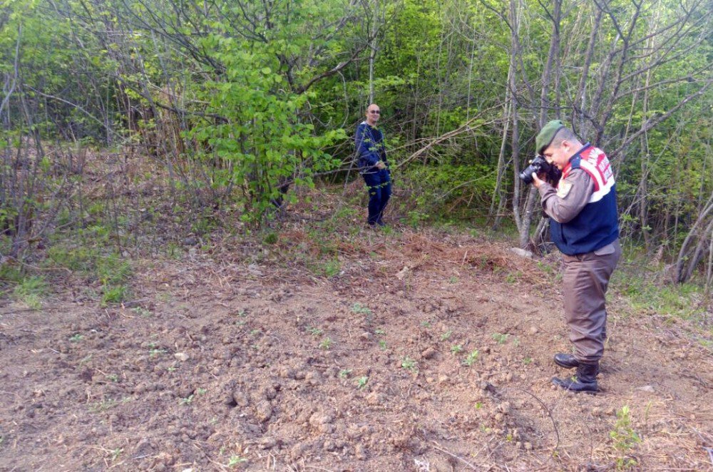 Dağlık Alanda Ekili 120 Kök Hint Keneviri Ele Geçirildi