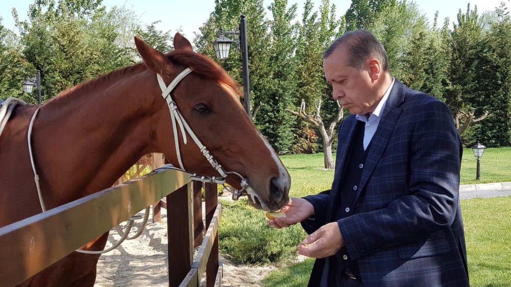 Başdanışmanı, Cumhurbaşkanı Erdoğan’ın Ata Binme Fotoğraflarını Paylaştı