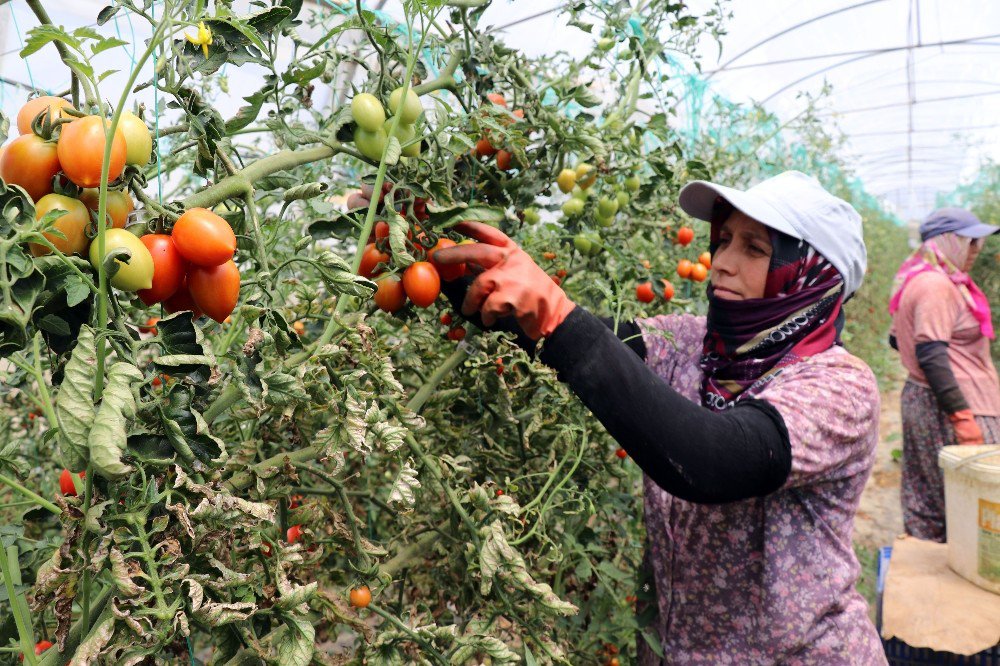 Gazipaşa Domatesi Dünyaya Dağılıyor