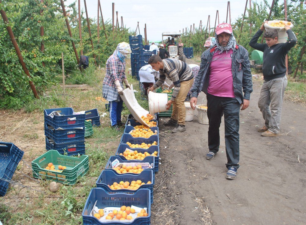 Hatay’da Kayısı Hasadı Başladı