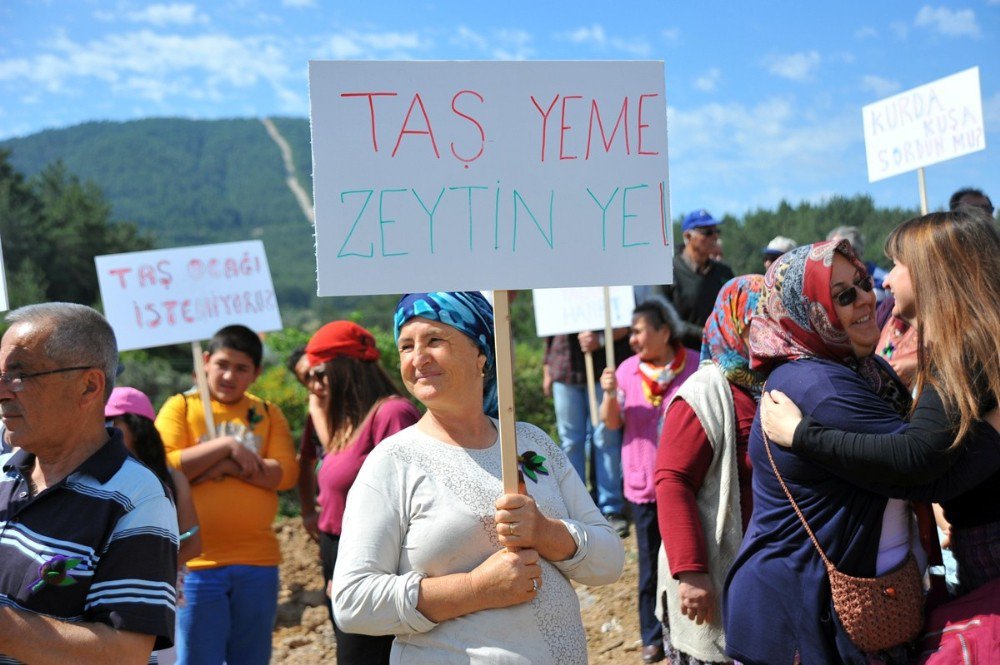 Taş Ocağına Karşı Zeytin Diktiler