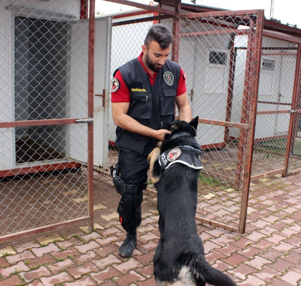 Sezar, Uyuşturucu Tacirlerinin Korkulu Rüyası Oluyor