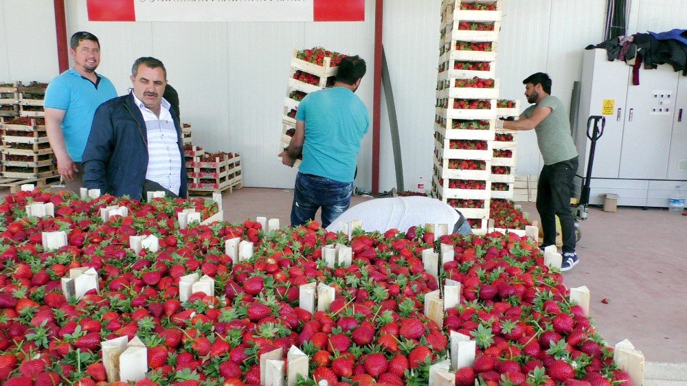 Çileğin Başkentinde Hasat Bereketi