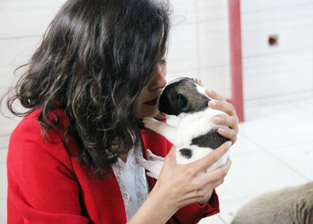 Elazığ’ın Köpekleri Amerikalı Oldu