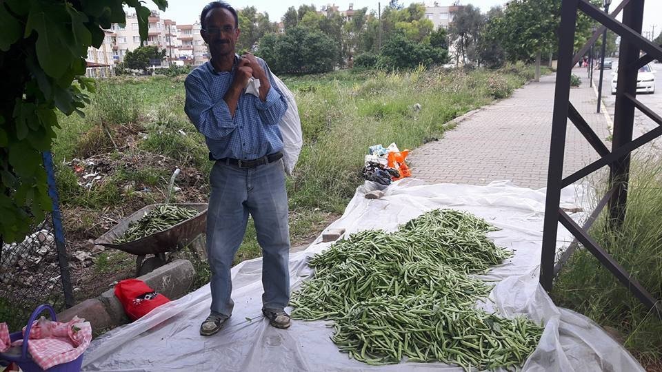 Payas’ta Taze Fasulye Hasadı Başladı