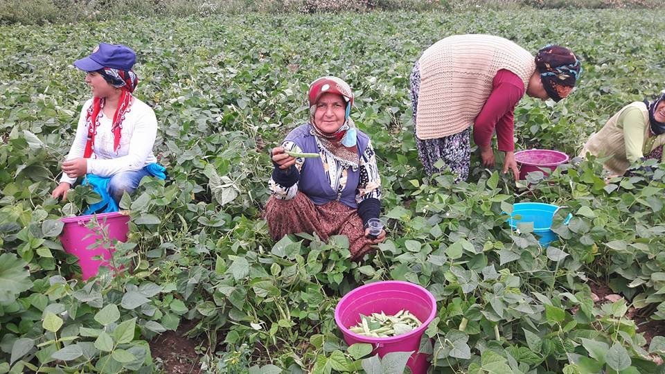 Payas’ta Taze Fasulye Hasadı Başladı