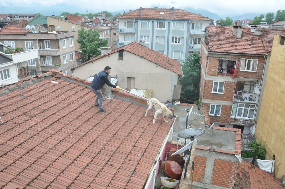 Mahsur Kalan Köpek İçin Seferberlik