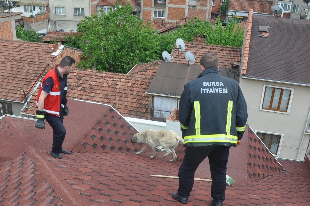 Mahsur Kalan Köpek İçin Seferberlik