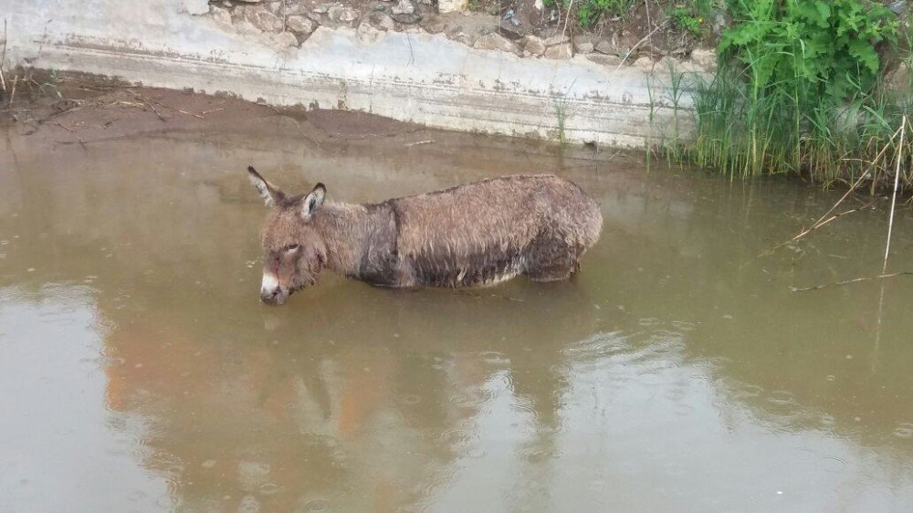 Havuzda Eşek Kurtarma Operasyonu