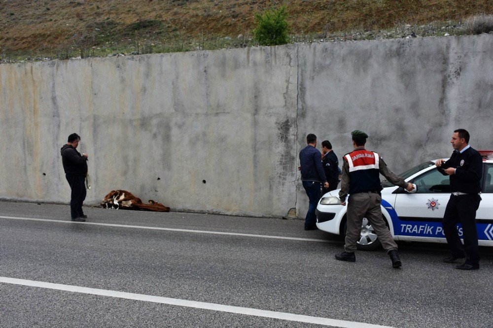 Kastamonu’da D-100 Karayoluna İnek Düştü