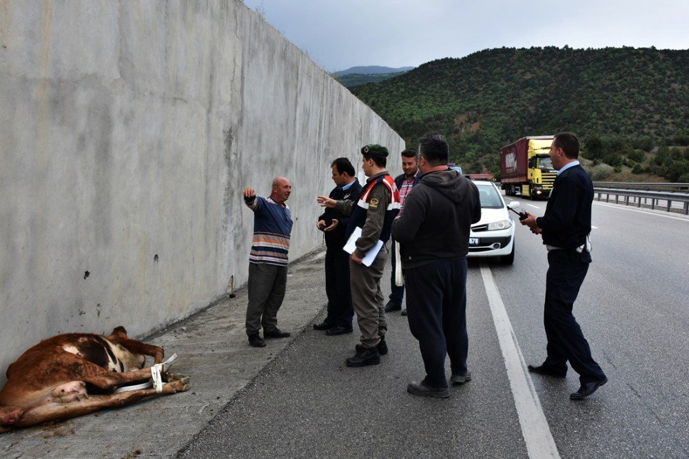 Kastamonu’da D-100 Karayoluna İnek Düştü