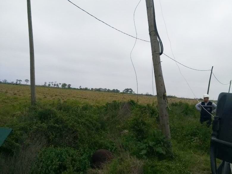 Elektrik Akımına Kapılan İnek Telef Oldu