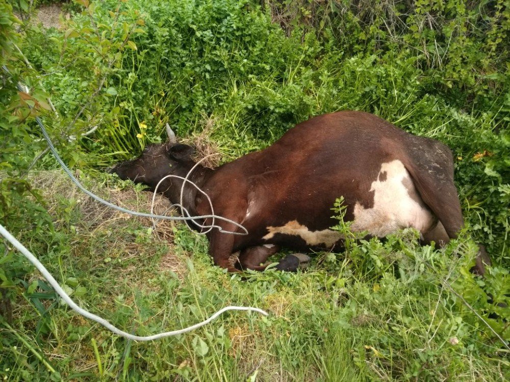 Elektrik Akımına Kapılan İnek Telef Oldu