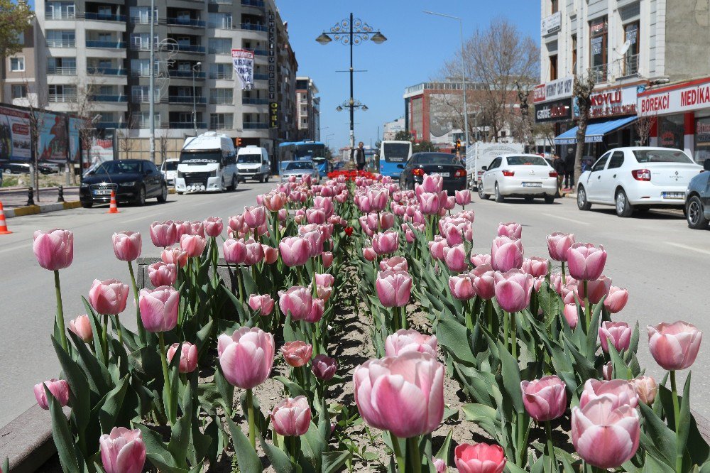 Van’da Renk Cümbüşü