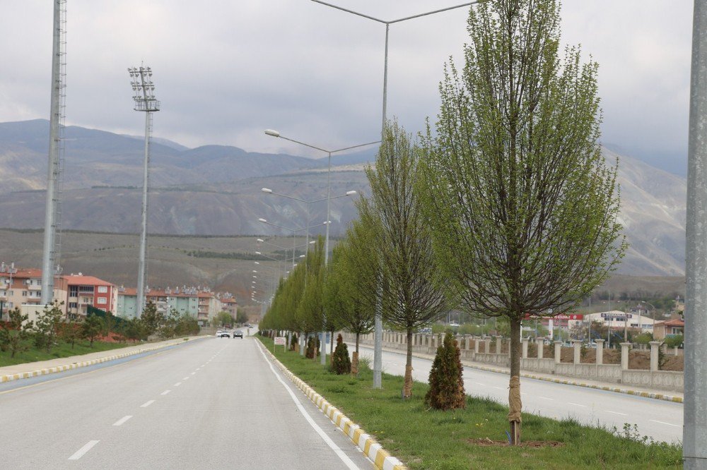 Erzincan’da Ağaçlandırma Çalışması