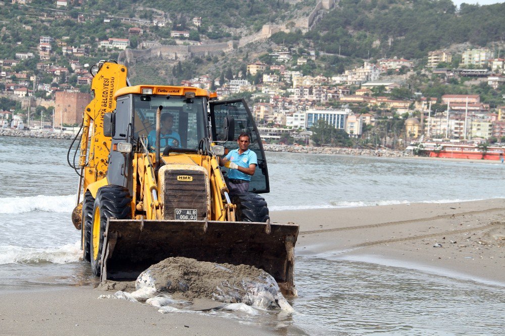 Alanya’da İnek Ölüsü Sahile Vurdu