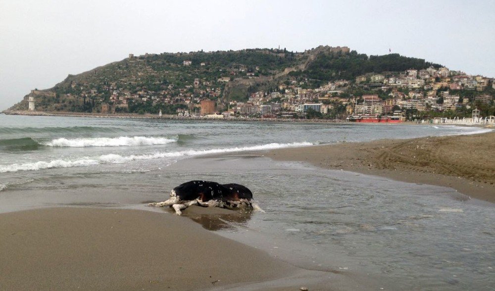 Alanya’da İnek Ölüsü Sahile Vurdu