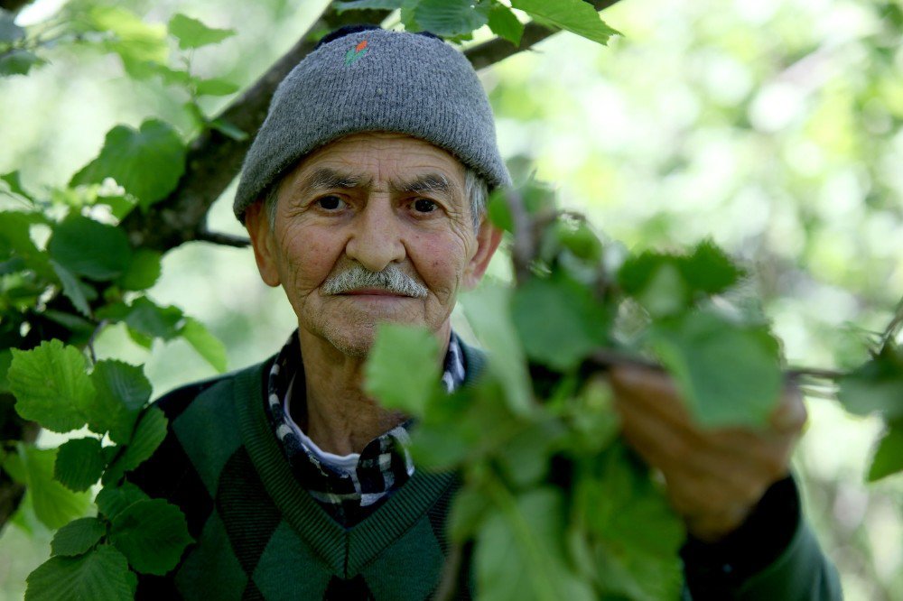 Giresun’da Dün Gece Etkili Olan Fırtına Fındık Bahçelerine Zarar Verdi