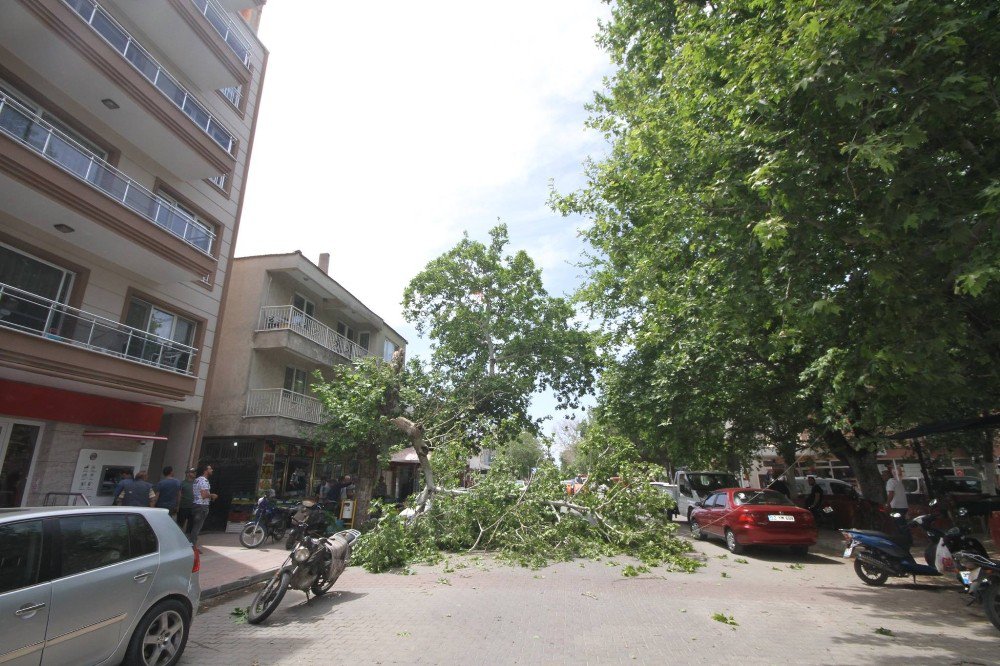 Rüzgara Dayanamayan Asırlık Çınarın Dalı Otomobilin Üzerine Düştü