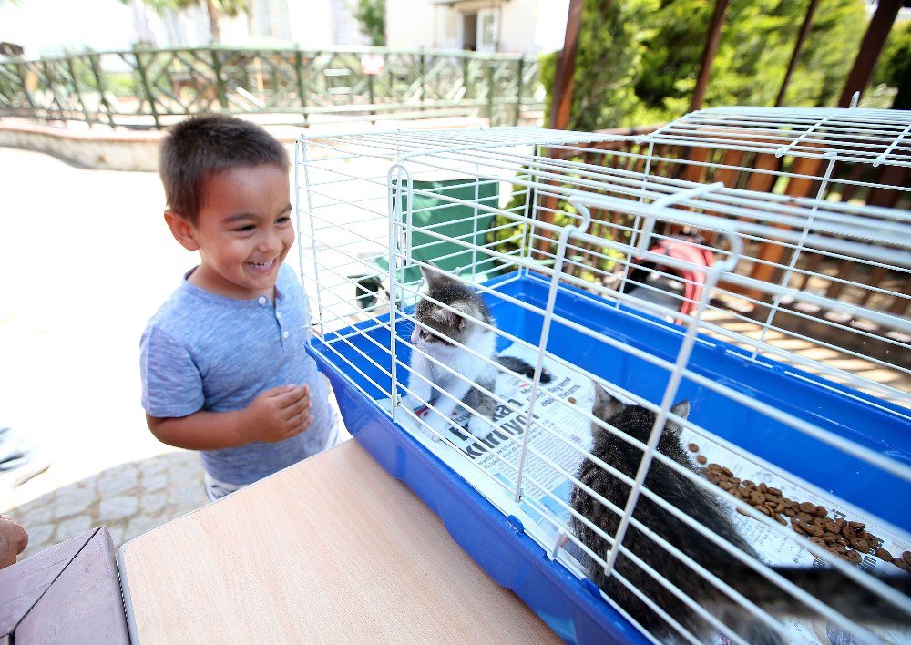 Sahipsiz Kediler Sıcak Yuva Arıyor