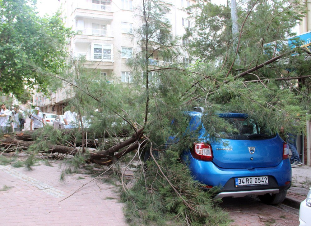 Kiraladıkları Aracın Üzerine Çam Ağacı Devrildi