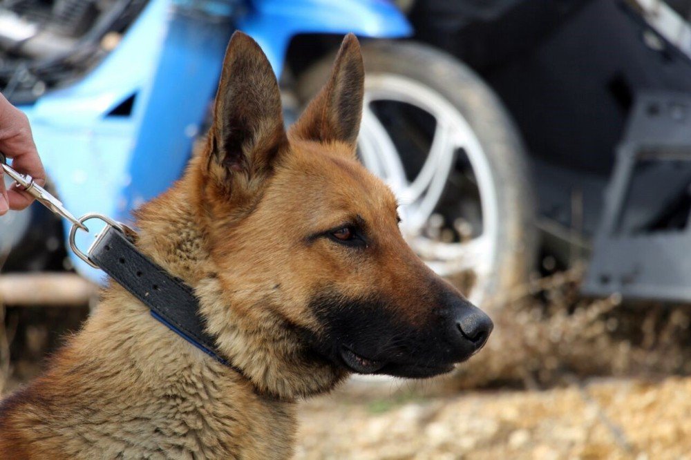 Narkotik Köpeği ’Dino’ Uyuşturucu Tacirlerine Göz Açtırmıyor