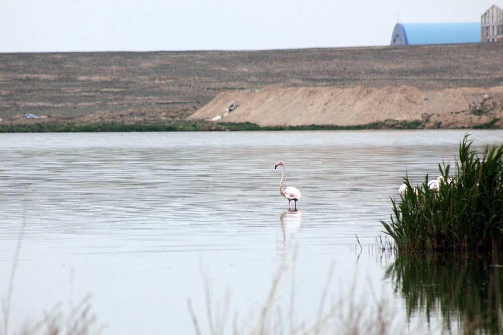 akkaya Barajı Flamingoları Ağırlıyor