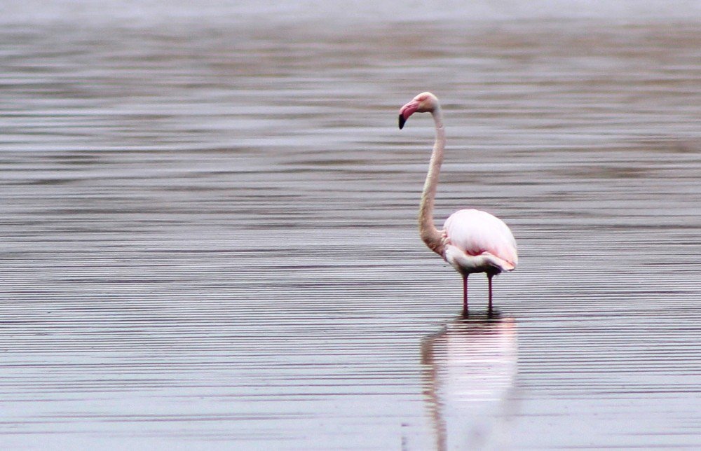 akkaya Barajı Flamingoları Ağırlıyor