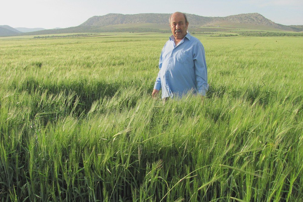 Yağışlar, Araban Ovası’na Bereket Getirdi