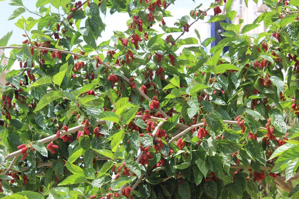 Urmu Dut Rengini Almaya Başladı