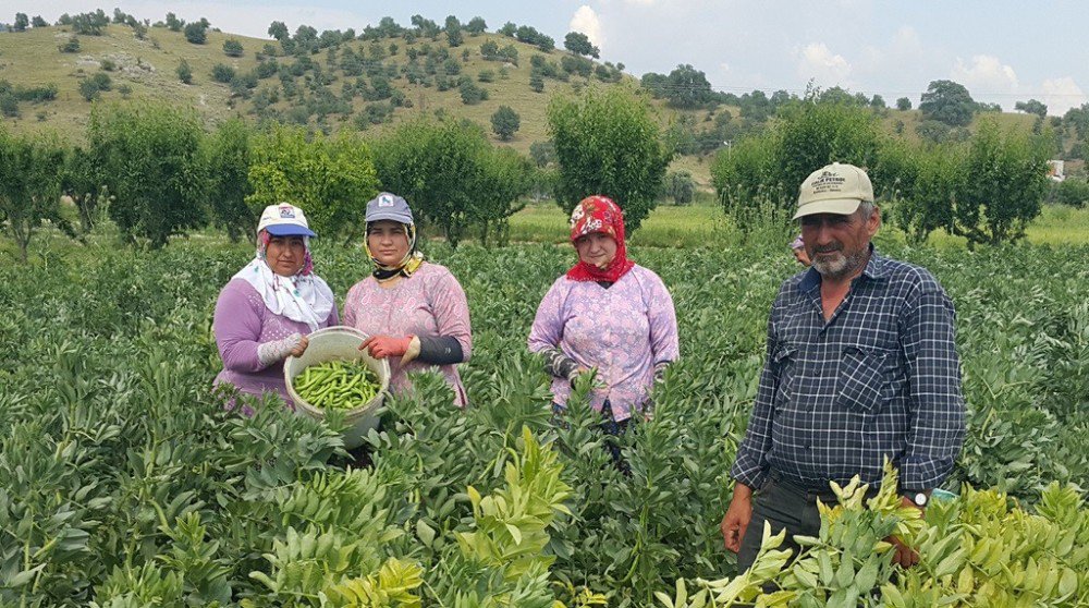 Emeklerinin Karşılığını Alamayan Üretici Baklayı Tarlada Bıraktı