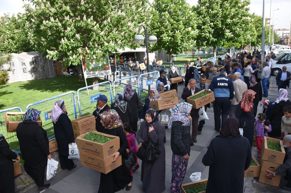 Domates Fiyatları Arttı, Vatandaşlar Belediyenin Dağıttığı Domates Fidelerine Akın Etti