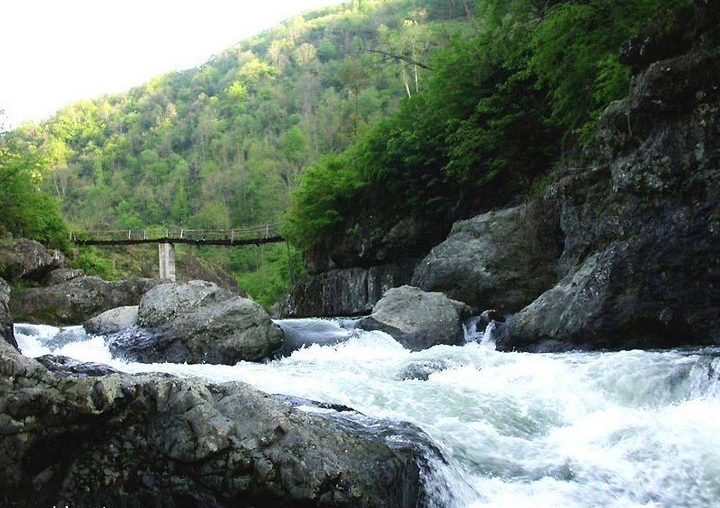 Ordu’nun Derelerinde "Japon Sazanı" Tehlikesi