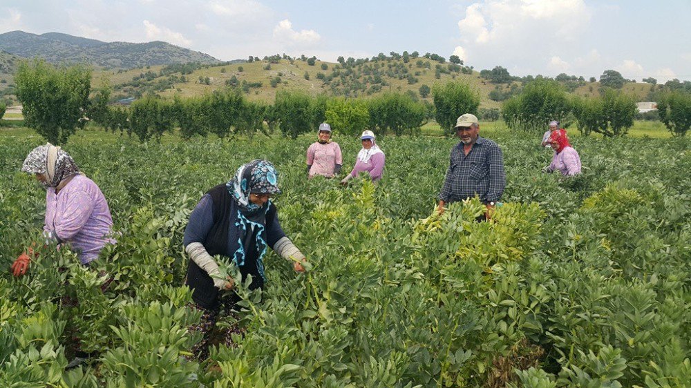 Emeklerinin Karşılığını Alamayan Üretici Baklayı Tarlada Bıraktı