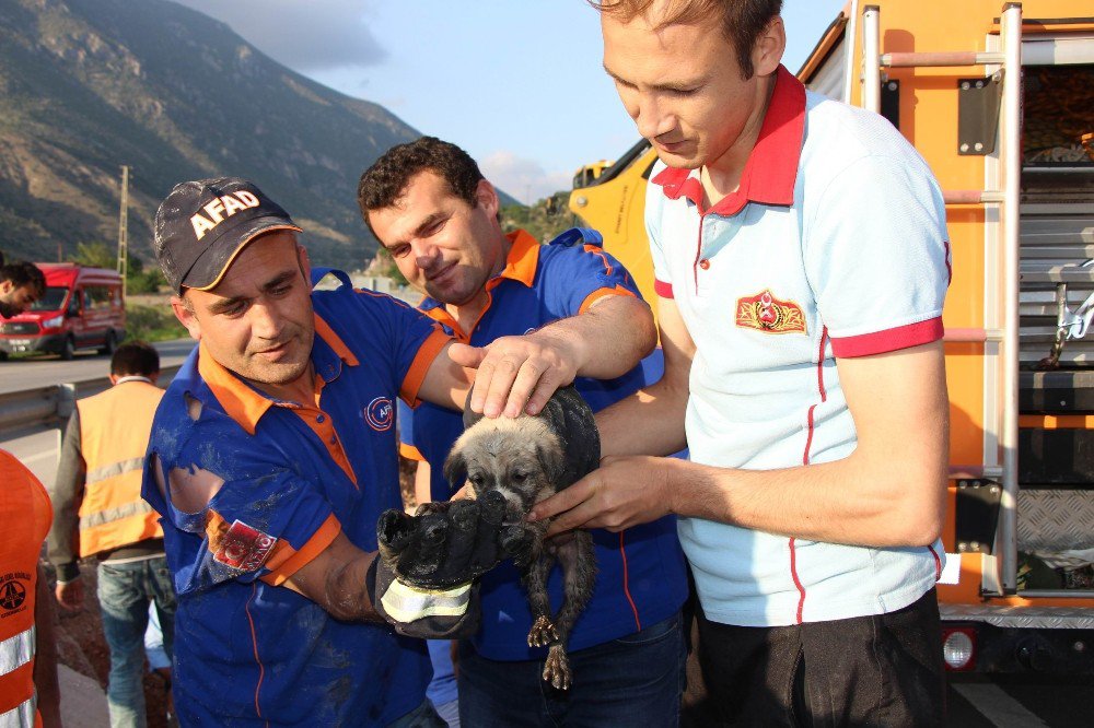 Amasya’da Menfeze Düşen Yavru Köpeği Ekipler Kurtardı